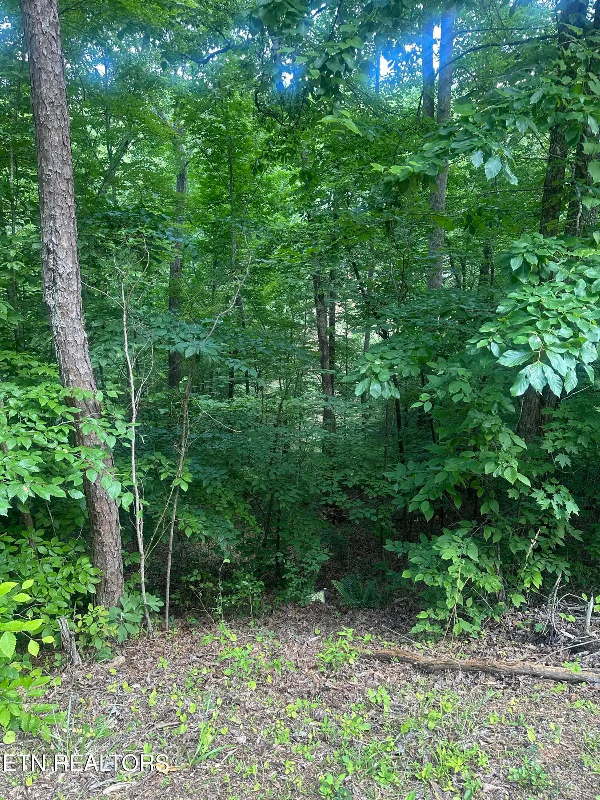 Dogwood Tr, Maynardville, TN 37807 - #1