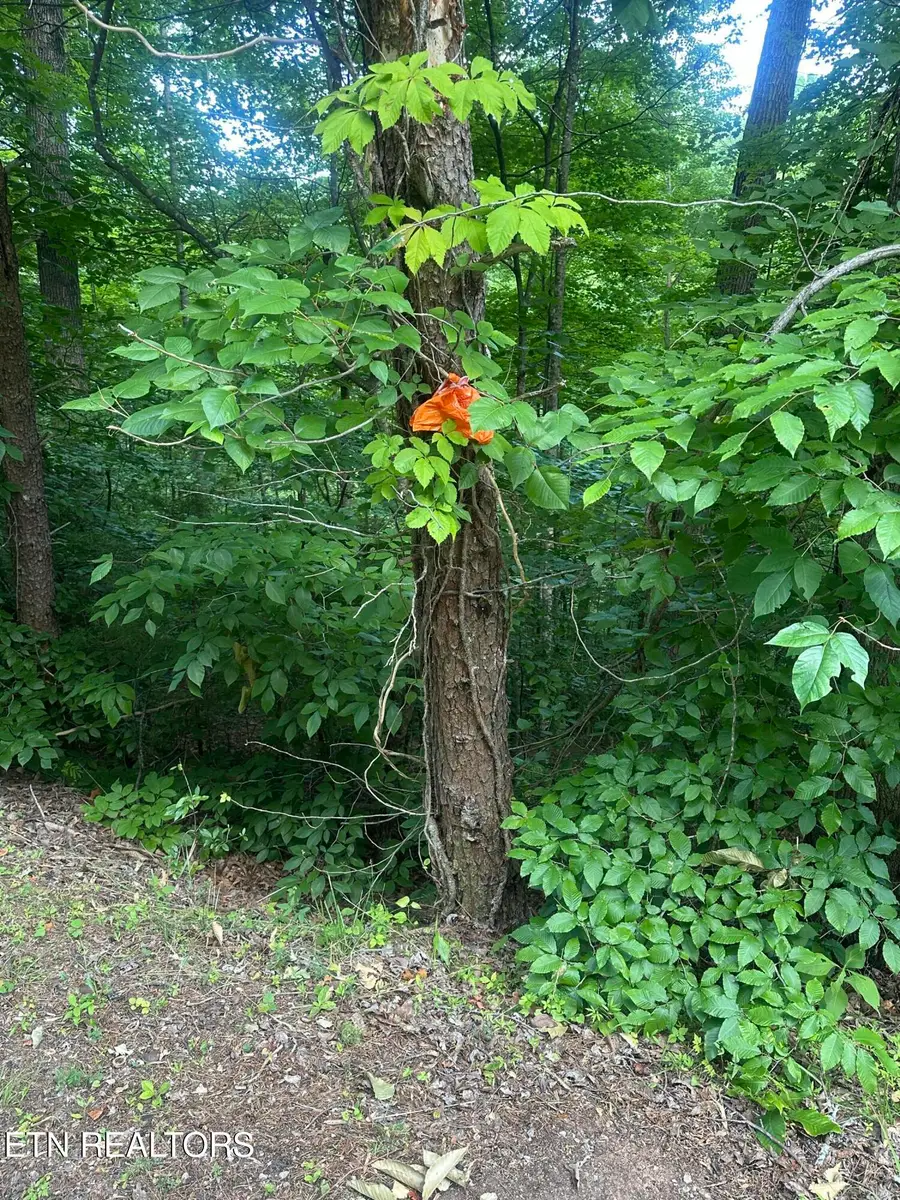 Dogwood Tr, Maynardville, TN 37807 - #2