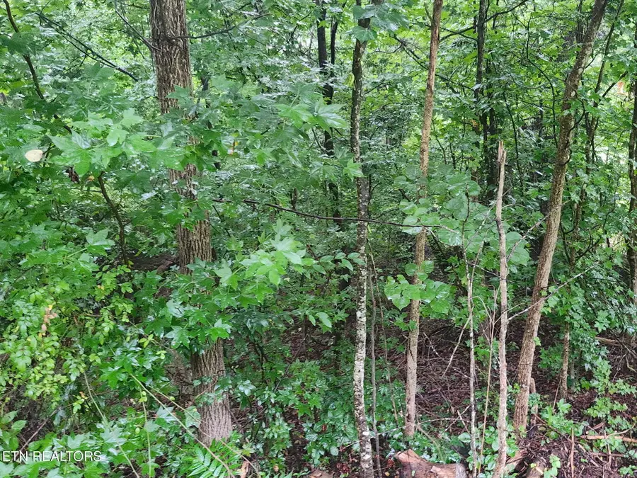 Vann Drive, Harriman, TN 37748 - #3