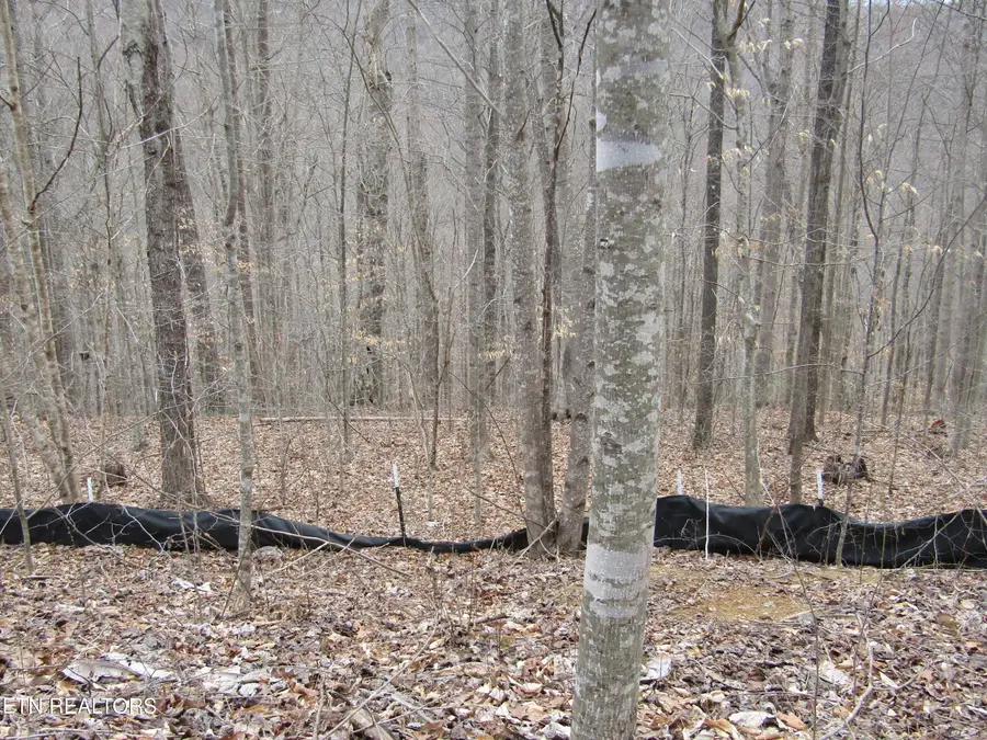 Lot 60 W Bobcat Lane, Wilder, TN 38589 - #2