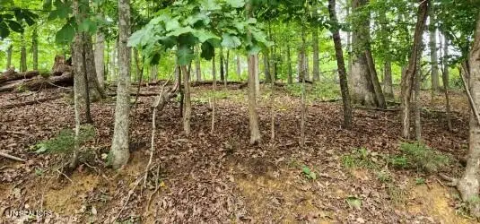 2109 Kahiti Court, Mooresburg, TN 37811 - #3