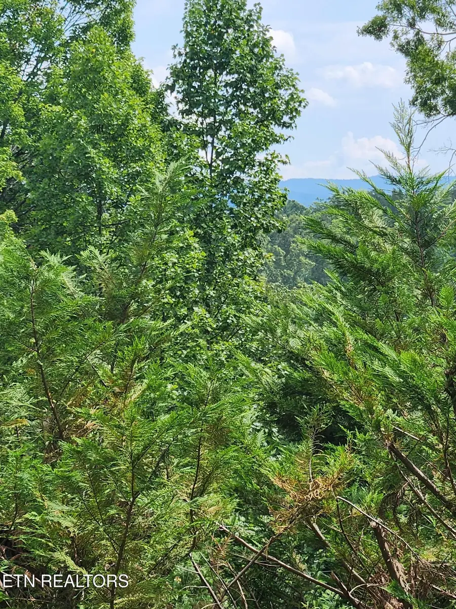 1695 Cane Creek Mountain Rd, Tellico Plains, TN 37385 - #3