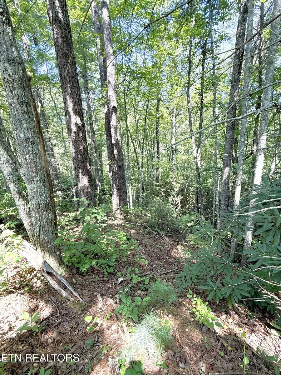 Lot 4 Oakwood Rd, Walland, TN 37886 - #3