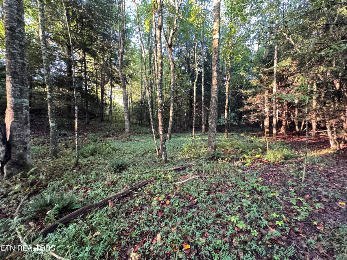 Davis Rd, Deer Lodge, TN 37726 - #1