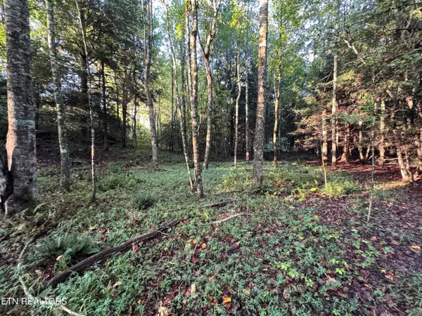 Davis Rd, Deer Lodge, TN 37726
