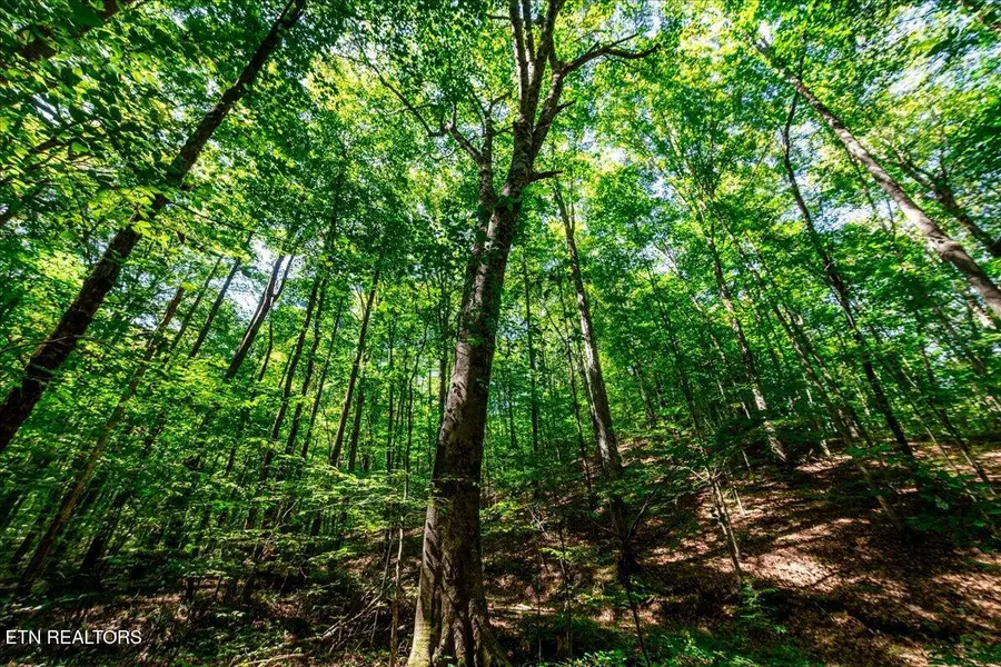 755 Bear Branch Rd, Wartburg, TN 37887 - #3