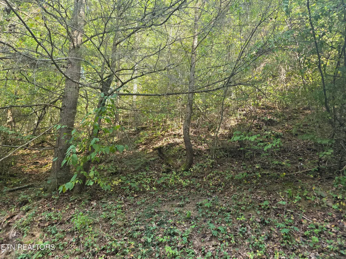 Black Bear Cub Way, Pigeon Forge, TN 37862 - #1