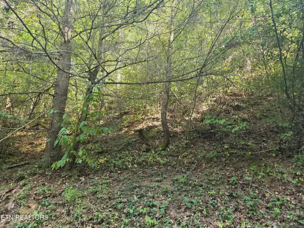 Black Bear Cub Way, Pigeon Forge, TN 37862
