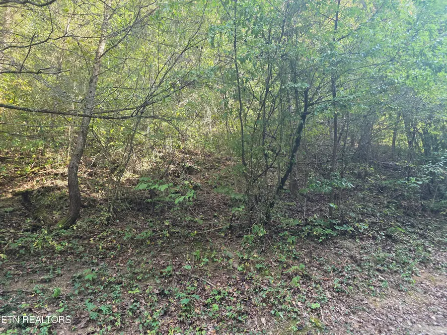 Black Bear Cub Way, Pigeon Forge, TN 37862 - #2