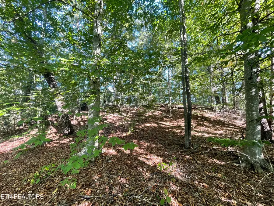 389 Shady Pine Lane, Newcomb, TN 37819 - #2