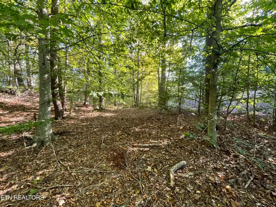 389 Shady Pine Lane, Newcomb, TN 37819 - #3