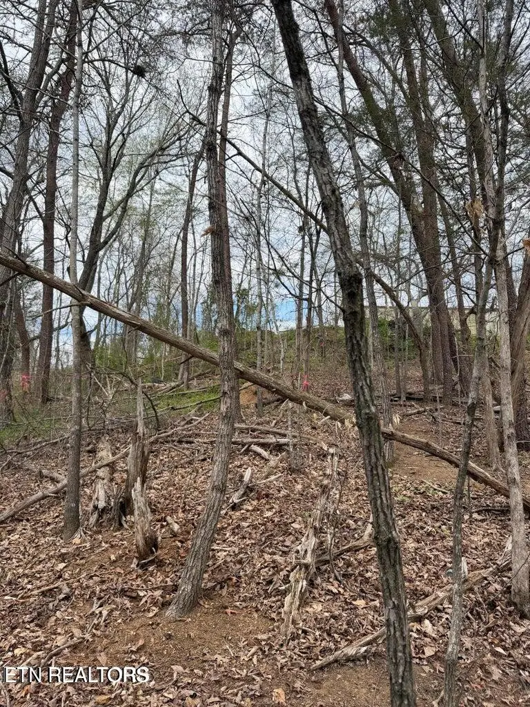 151 Hennessy Mountain Way, Cosby, TN 37722 - #2