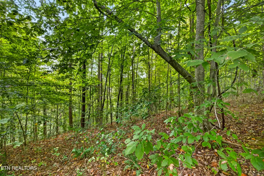 Lot 30&31 Timber Ridge Lane, Celina, TN 38551 - #3