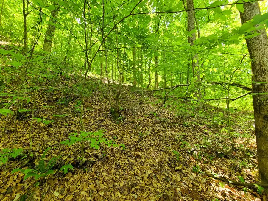 Trentham Hollow, Parrottsville, TN 37843 - Image #2