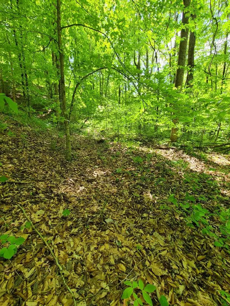 Trentham Hollow, Parrottsville, TN 37843 - Image #3