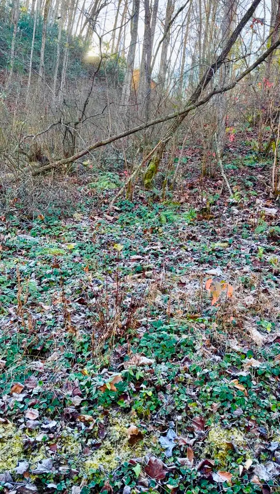 Lot Manis Hollow Road, Gatlinburg, TN 37738 - Image #2