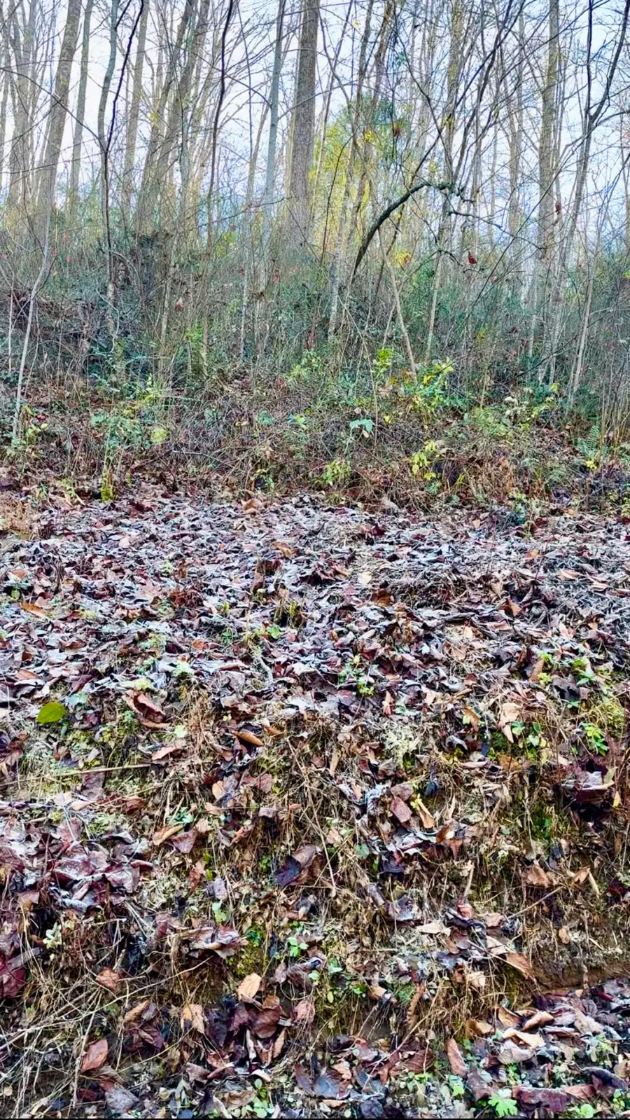 Lot Manis Hollow Road, Gatlinburg, TN 37738 - Image #3