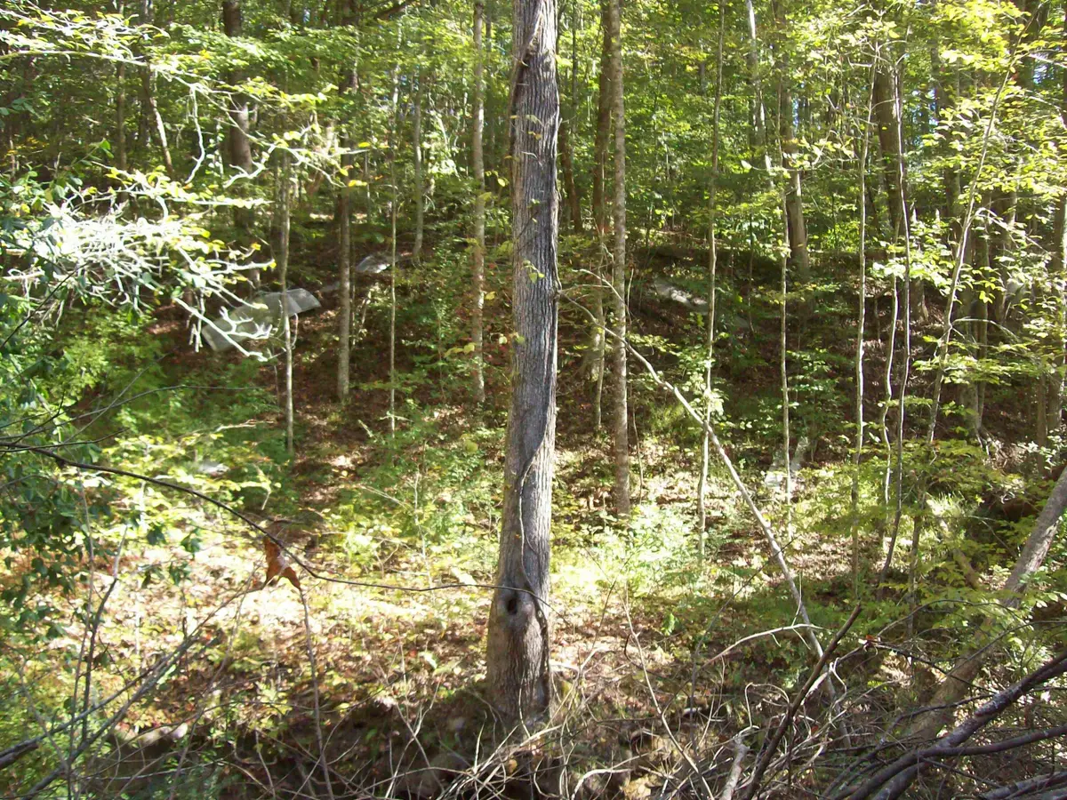 0 Beech Street, Sneedville, TN 37869 - Image #1