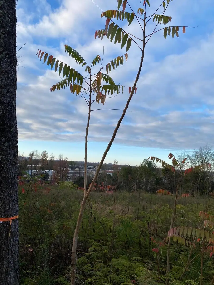 1815 Country Club Drive, Morristown, TN 37814 - Image #2