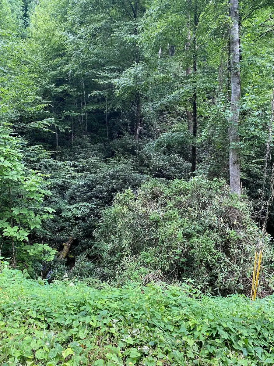 Lot 41 Raven Branch Road, Del Rio, TN 37727 - Image #3