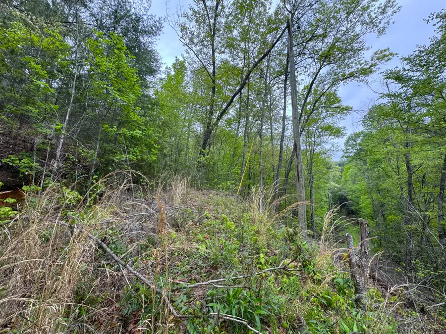 376 Summer House Hollow Road, Del Rio, TN 37727 - Image #3