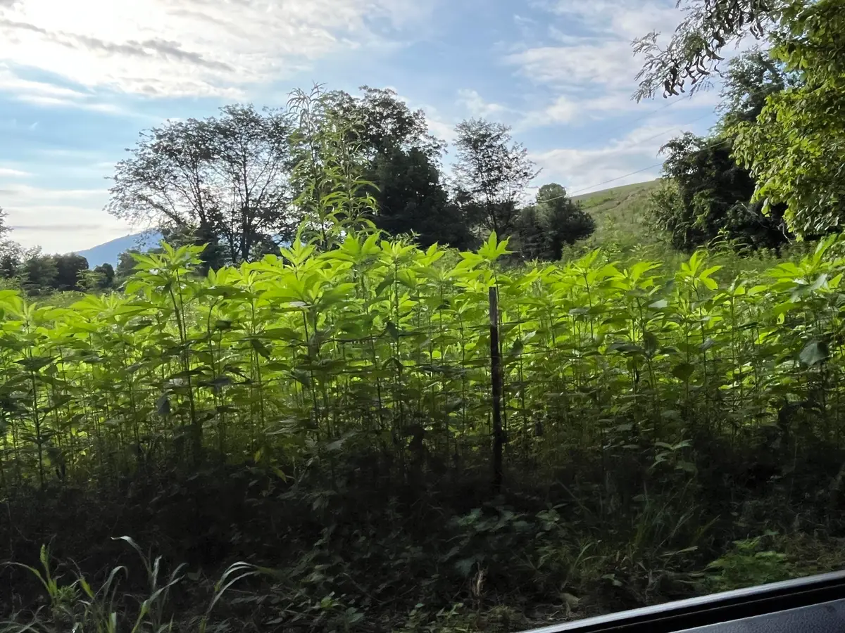 378-F Rocky Top Road, Newport, TN 37821 - Image #1