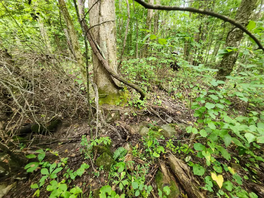 Lot 1 Timber Lake Drive, Cosby, TN 37722 - Image #2