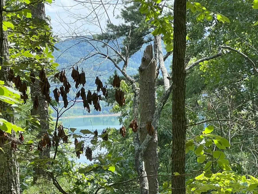 Lot 14 Bayside Boulevard, Bean Station, TN 37708 - Image #2