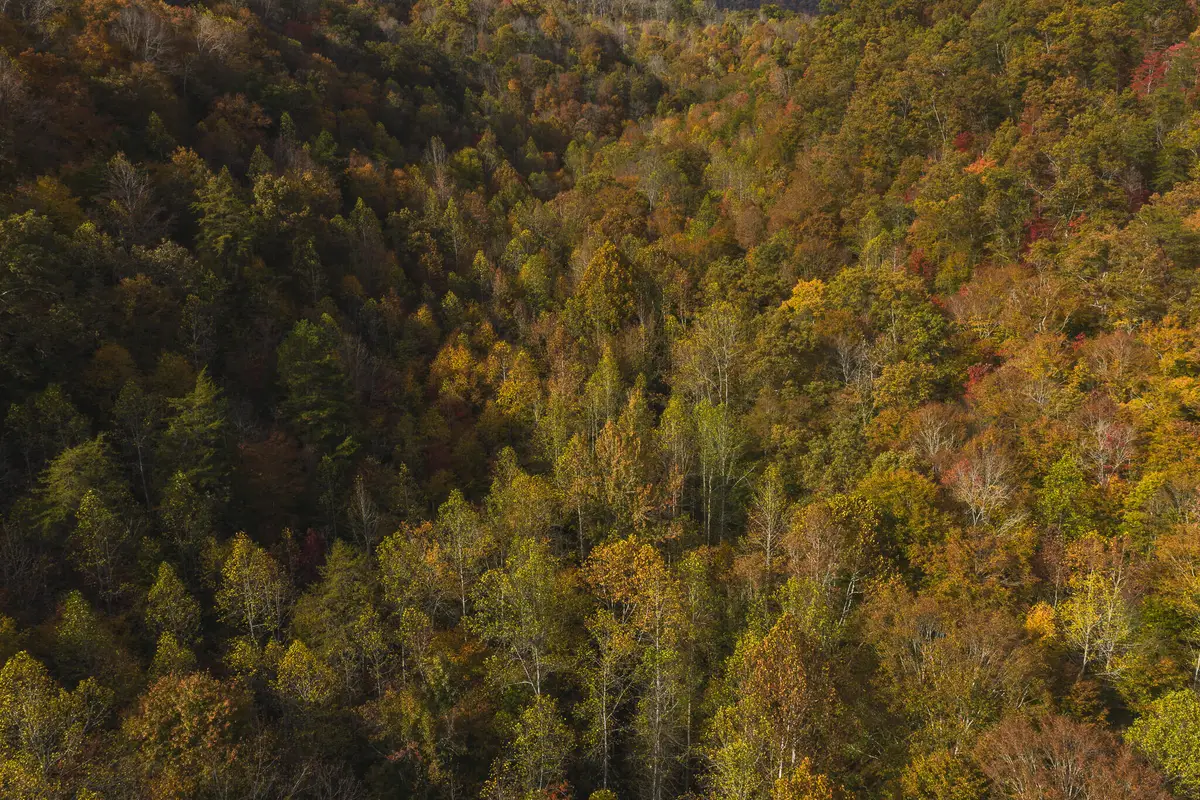 0 Livesay Chapel Road, Kyles Ford, TN 37765 - Image #1