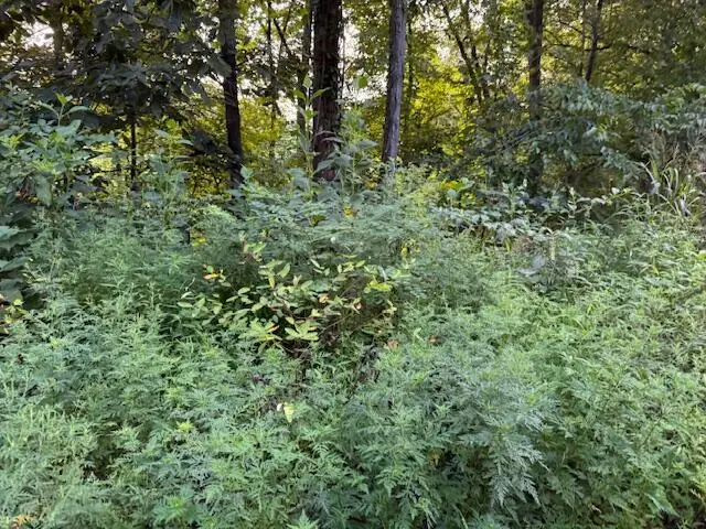 5.72 ac Off Hwy 107s, Del Rio, TN 37727 - Image #1