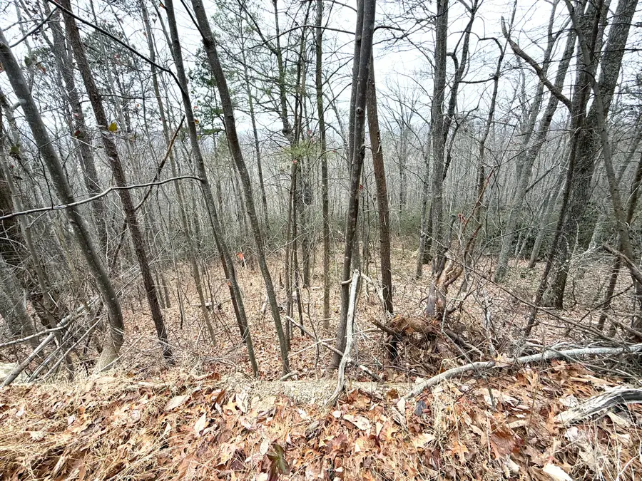 1.01 Ac Green Forest Road, Cosby, TN 37722 - Image #3