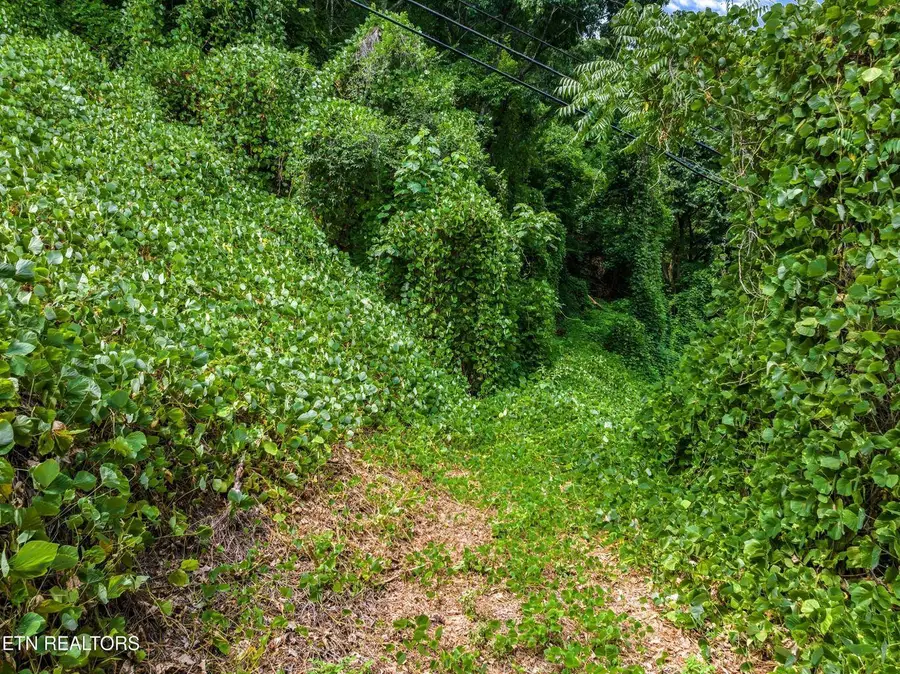 TBD Highway 66 N, Rogersville, TN 37857 - Image #3