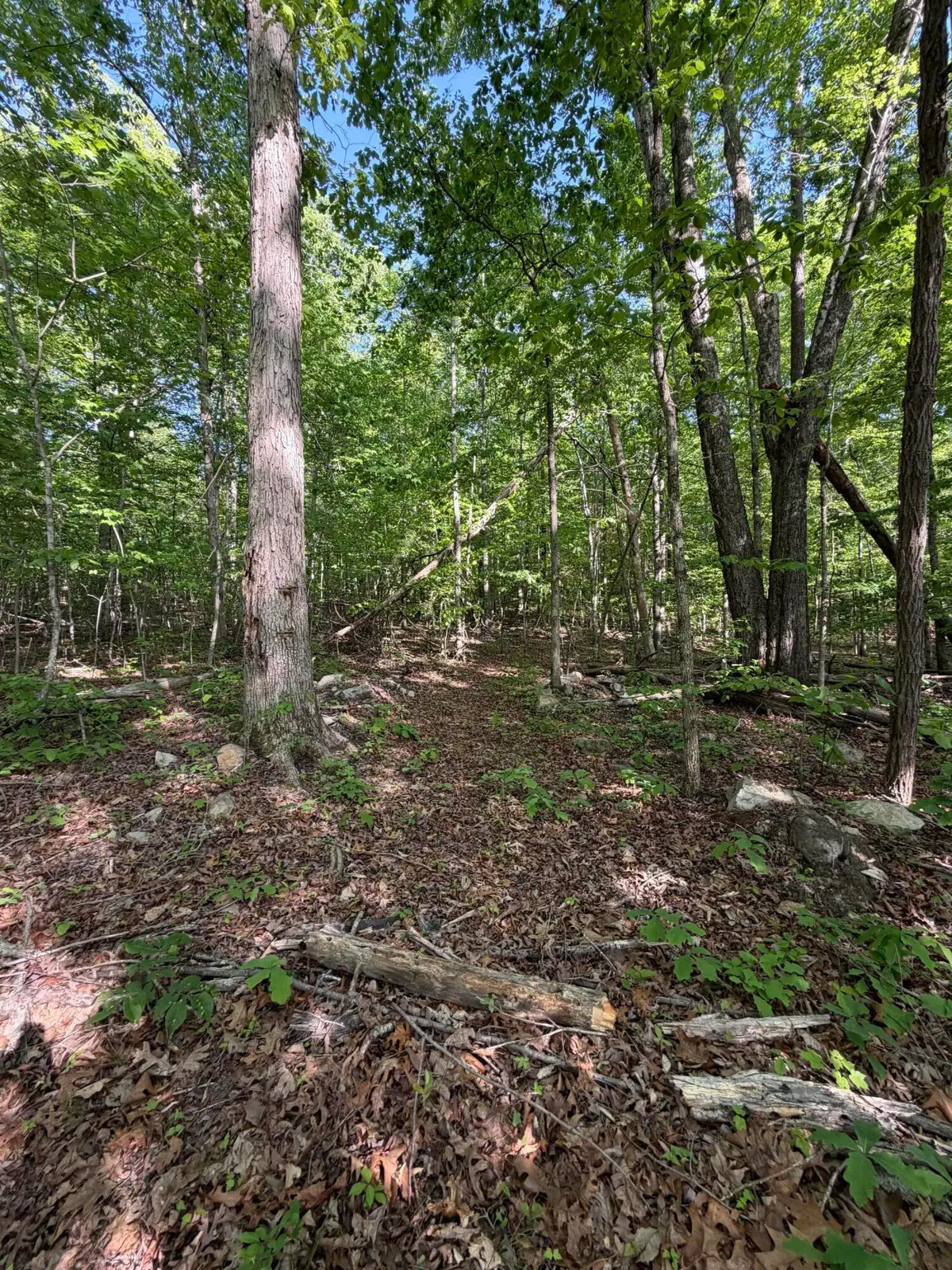 Lot 39 Cardinal Drive, Newport, TN 37821 - #1