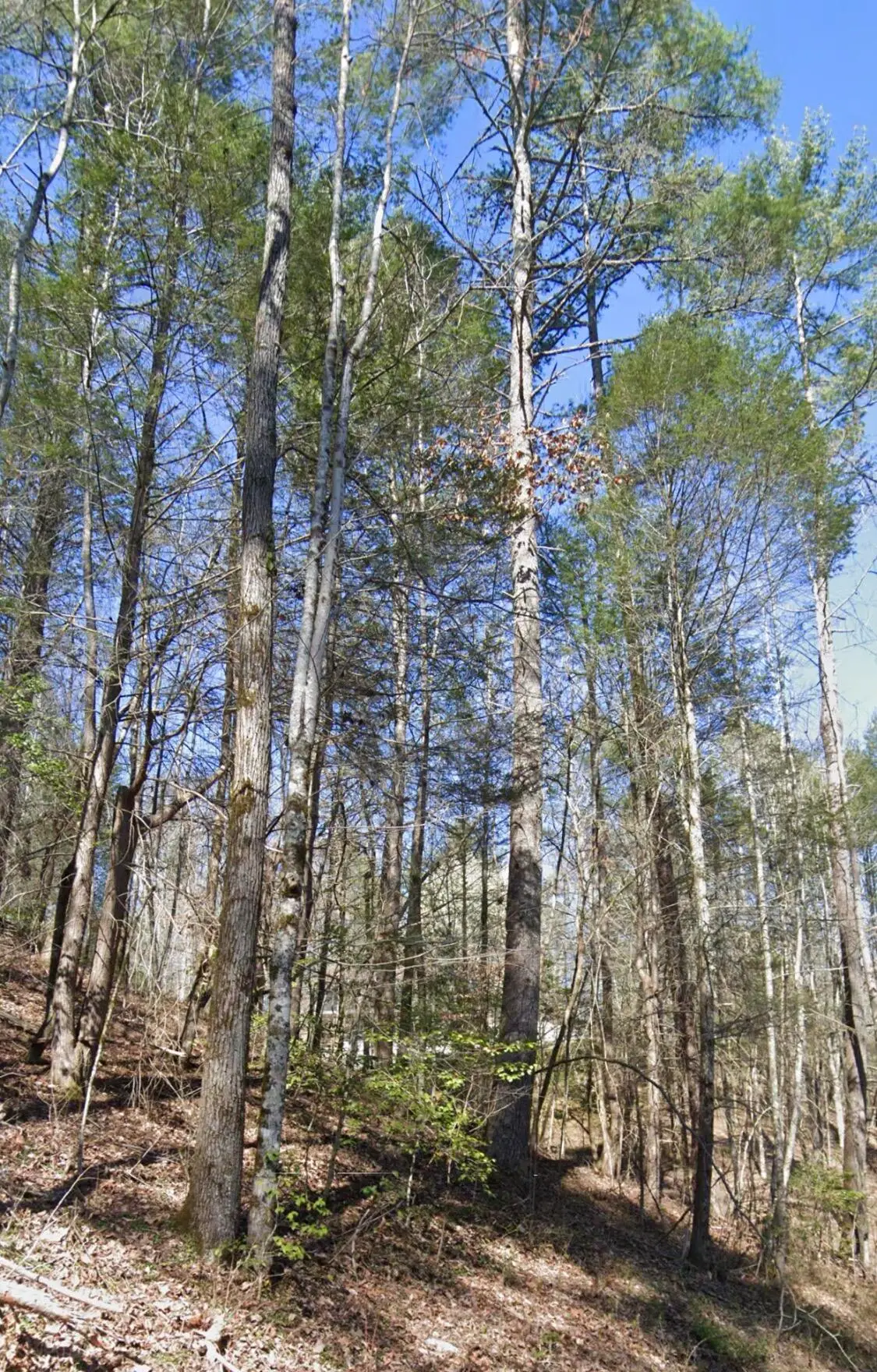 Lot 38 Black Walnut Flats Road, Sevierville, TN 37862 - #1