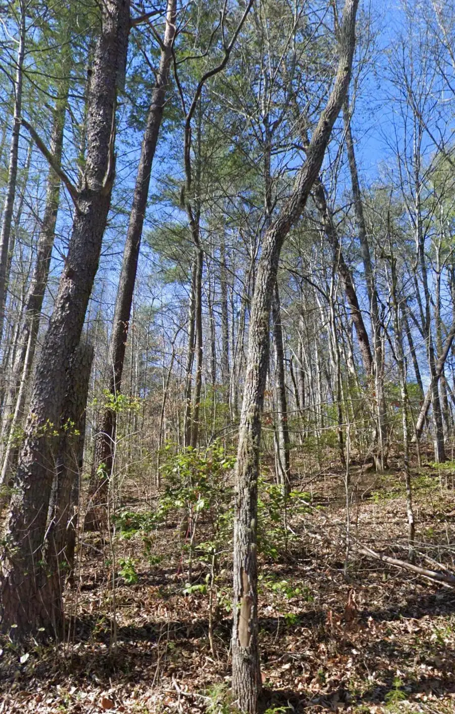Lot 38 Black Walnut Flats Road, Sevierville, TN 37862 - #2
