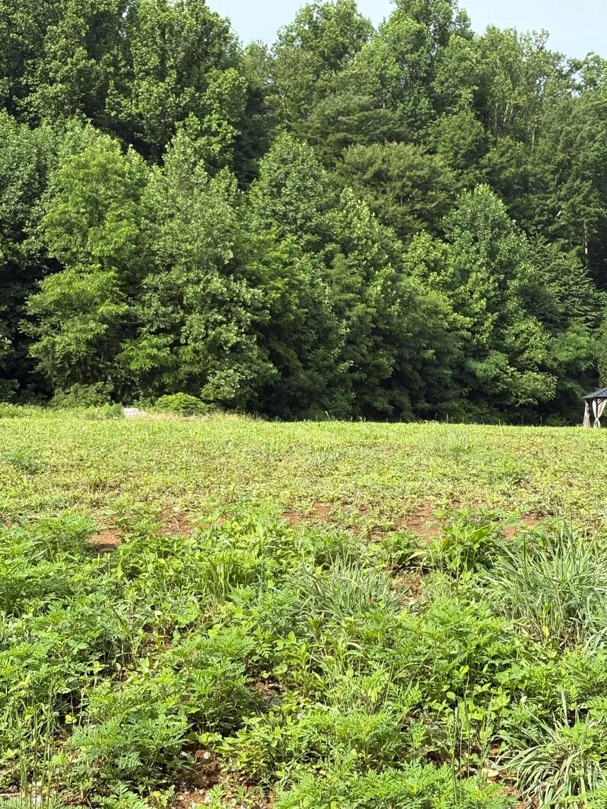 187 Tennessee 32, Cosby, TN 37722 - #1