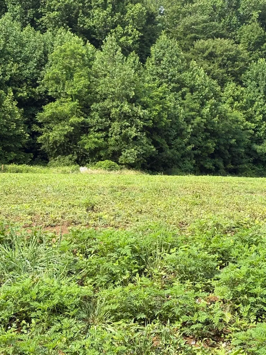 187 Tennessee 32, Cosby, TN 37722 - #2