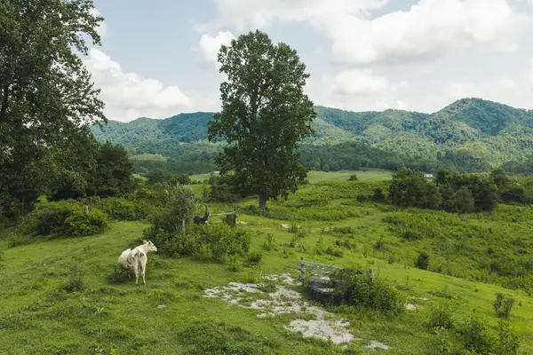 1430 Clinch Valley (55.55 Acres) Road, Sneedville, TN 37869