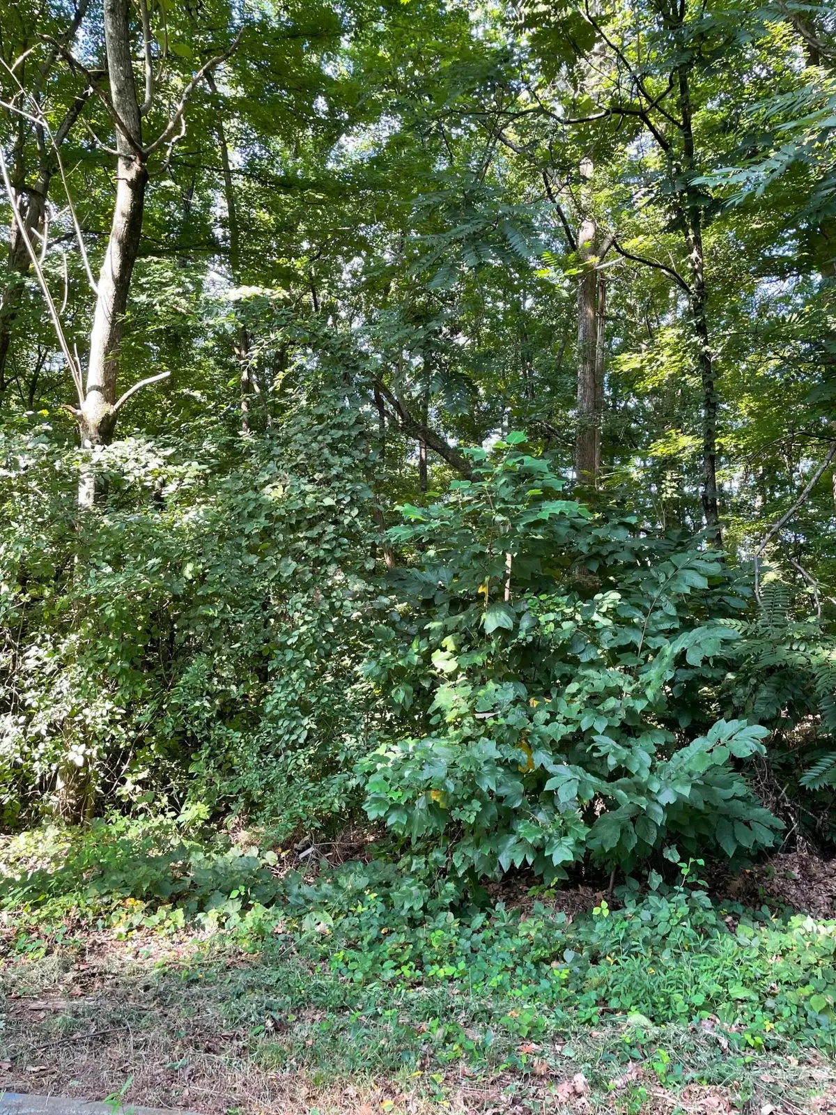 4013 Eagles Nest Drive, Morristown, TN 37813 - #1