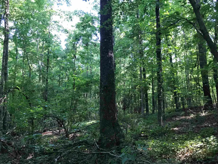 HWY 142/KIMBERLY LN, Counce, TN 38326 - Image #3