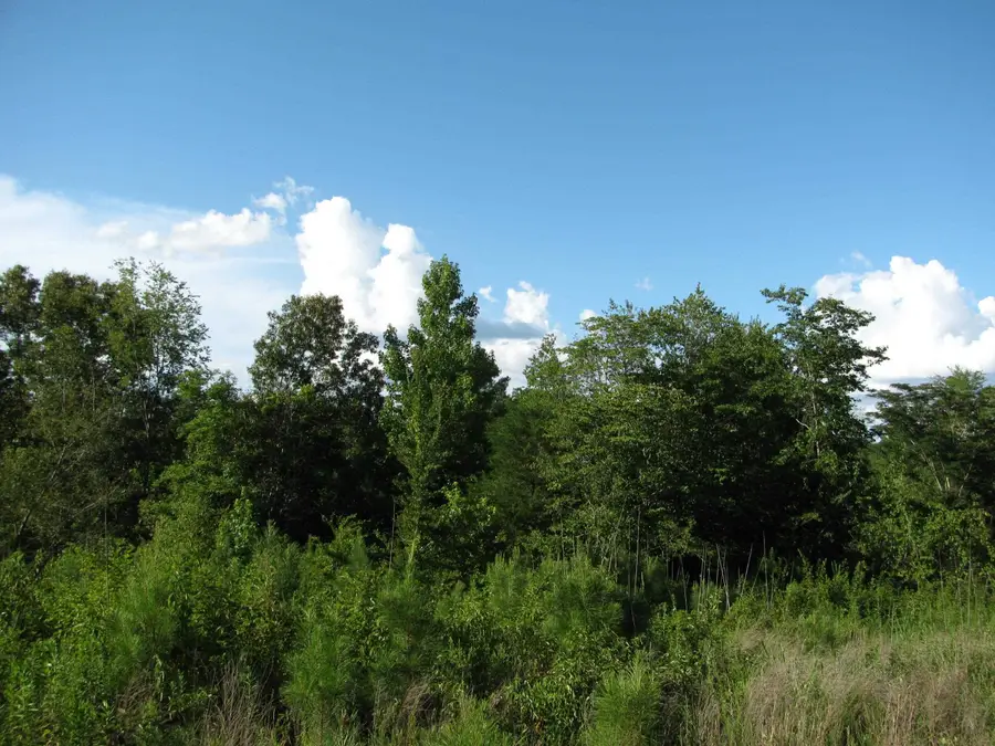 0 SOL COLSTON RD, Finger, TN 38334 - Image #3