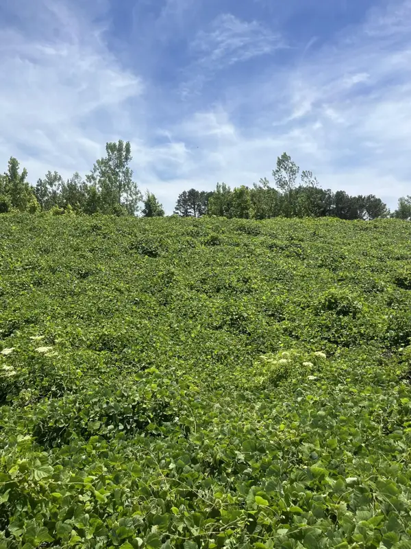 0 S HWY 9 HWY S, Blue Springs, MS 38828