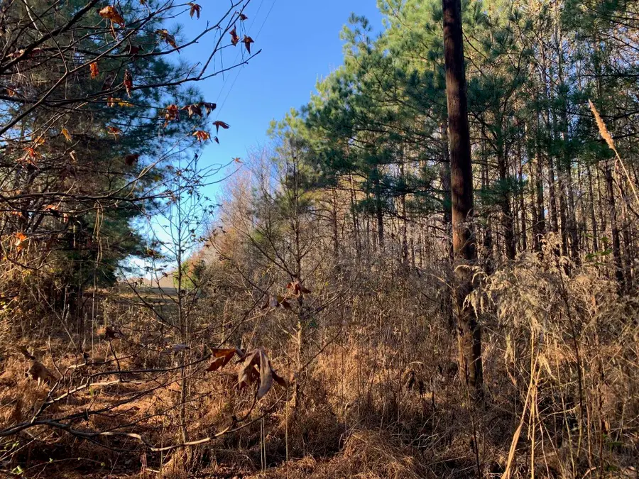 3 SULPHUR SPRINGS RD, Selmer, TN 38375 - Image #3