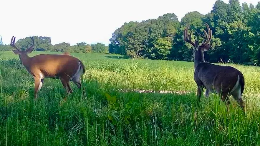 BURNETT RD, Williston, TN 38076 - Image #1