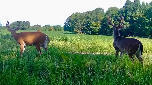 BURNETT RD, Williston, TN 38076