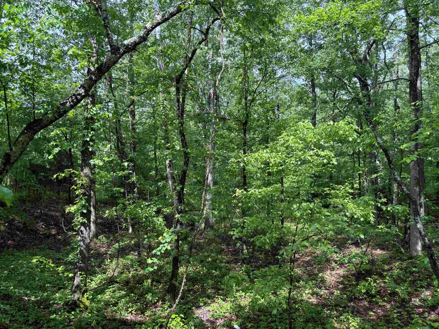 435 DUSCOE RD, Somerville, TN 38068 - Image #3