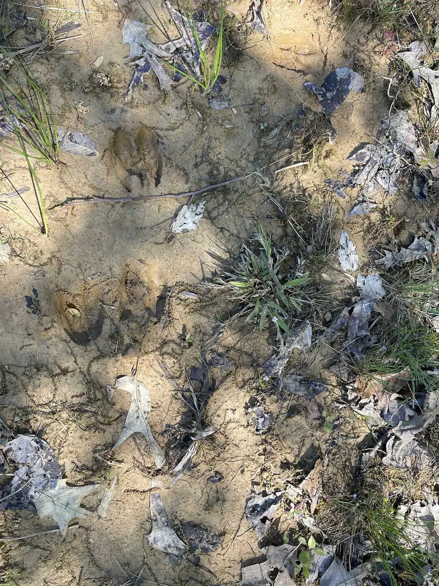 1 WOODS RD, Adamsville, TN 38310 - Image #3