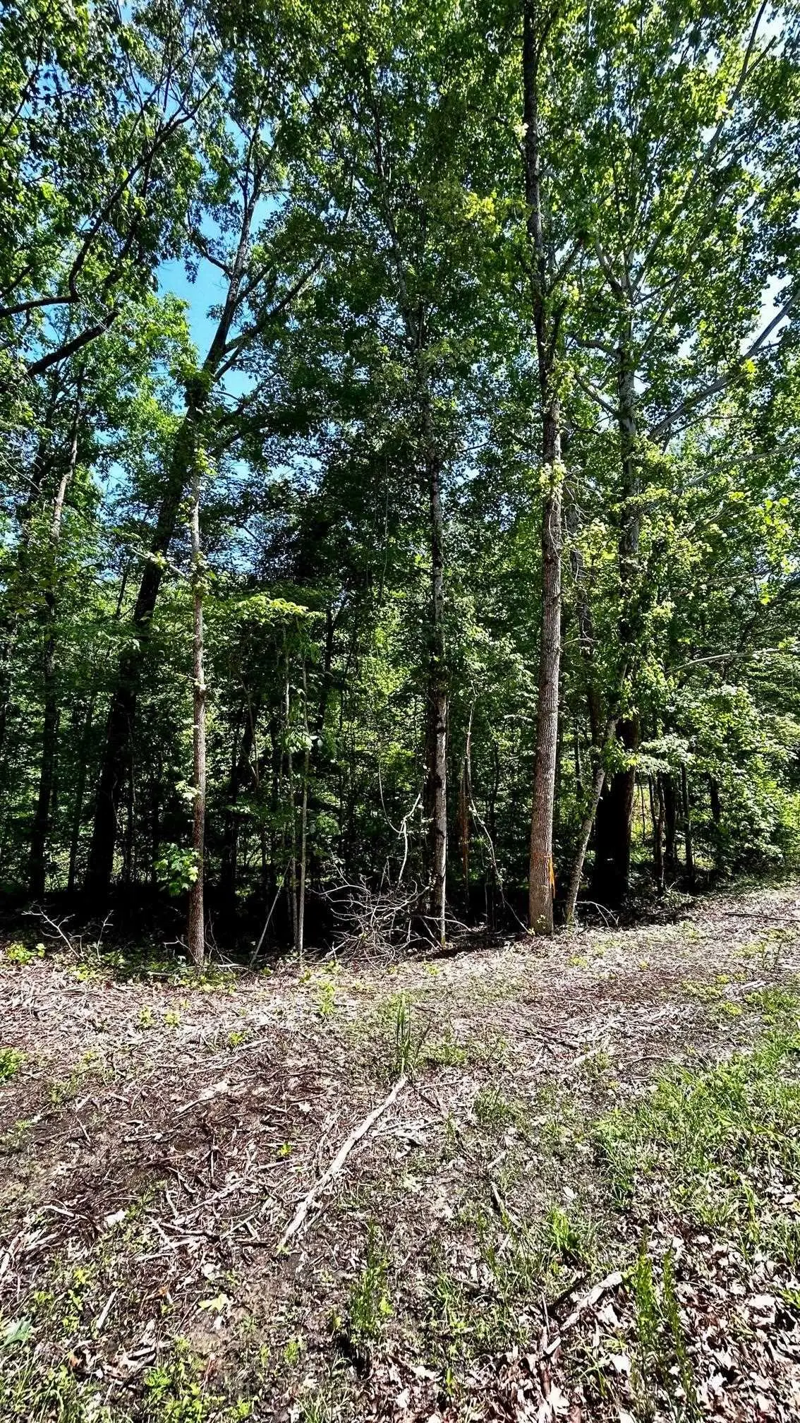 1208 REDWOOD DR, Saulsbury, TN 38067 - Image #1