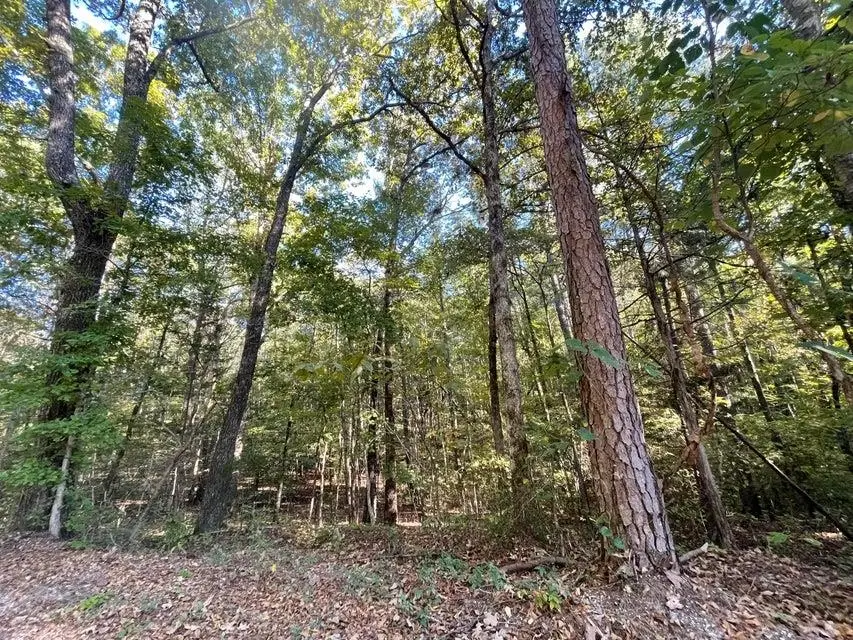 0 CR 306 TRACT 7 DR, Corinth, MS 38834 - Image #2