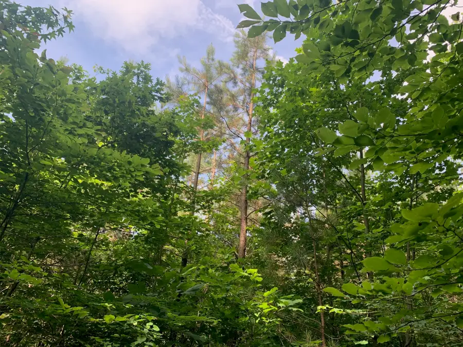 CANDY LN, Stantonville, TN 38379 - Image #3